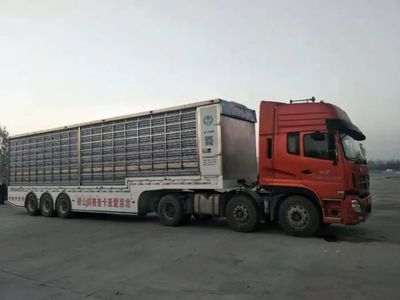 2018年北京愛(ài)亞卡普公棚548.8公里決賽開(kāi)籠(圖片)